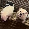 Beautiful CREAM English Bulldogs