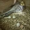 Breeding pair cockatiels