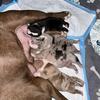 Beautiful American Bully puppies!