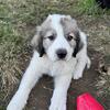 Great Pyrenees/Anatolian Shepherd Pups
