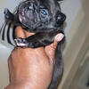 Frenchie female available for reservation 