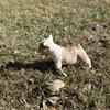 🐶 French Bulldog Puppies – AKC Registered 