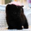 Munchkin Cat For Sale - Kemi