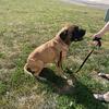 Adult Male English Mastiff