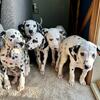 CKC Registered Dalmatian Puppies $380 (Born 07/31/2025)