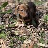 WEINER DOG looking for forever home