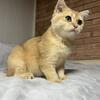 British Shorthair Female Jasmine
