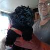 Toy Poodle puppy's purebred for pet, emotional support