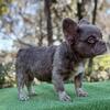 French bulldog