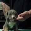 Bully Pups - $500 