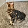 Cashmere Bengal Kittens available 2 boys - Black spotted & Marble