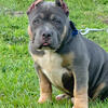 AMERICAN BULLY (BAREFOOTS BULLIES)🔥🔥🔥 ABKC pocket/standard