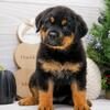Amazing Rottweiler Puppies