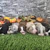 Toy Australian shepherd puppies 