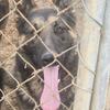 Huge German Shepherd 