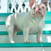 Hardest lilac/tan merle stud proven producer