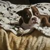 BOSTON TERRIER STUD (Not for sale)