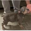 Male American bully puppy for sale 