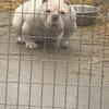 White American bully female