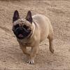 ADULT AKC FEMALE French Bulldog