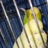English budgie sale