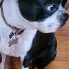 Boston Terrier Female