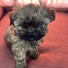 Shih Tzu puppy female