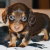 Nixie - Chocolate & Tan Miniature Dachshund