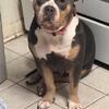 18 month old female bully