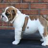 English Bulldog Boy, 14 Weeks, Needs a Good Home