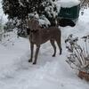 Weimaraner puppies