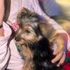 Yorkies, Yorkshire terrier puppies with no deposit needed