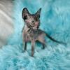 Lykoi - wolf kittens 