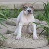 Belle - XL American Bully - ABKC