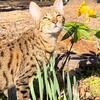 Young Female Savannah Cat
