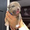 American bully puppies available 