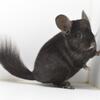 6 Month Old Dark / Extra Dark Ebony Male Chinchilla -- locken (curly) & violet carrier