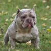 Lilac Merle MALE exotic bully