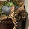 Purebred Bengal kittens TICA
