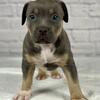XL American Bully Male