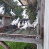 6 White Mortvedt Racing Pigeons Quality Birds  $225 Box and shipping included. 
