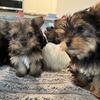 7 Yorkie Pups available (1 Female Parti)