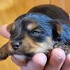 For Sale male Yorkie  Puppy