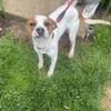 Dog for rehoming 