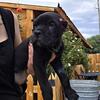 BLACK CANE CORSO PUPPY