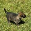 German Shepherd puppies