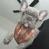 French Bulldog Puppies