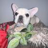 (SOLD) Ace the Boss - Cream/White French Bulldog (Male) NJ/NY/CT/PA/MD