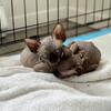 I have TWO Canadian Sphynx for sale! SOLD