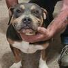 1.5 yr old American Bully